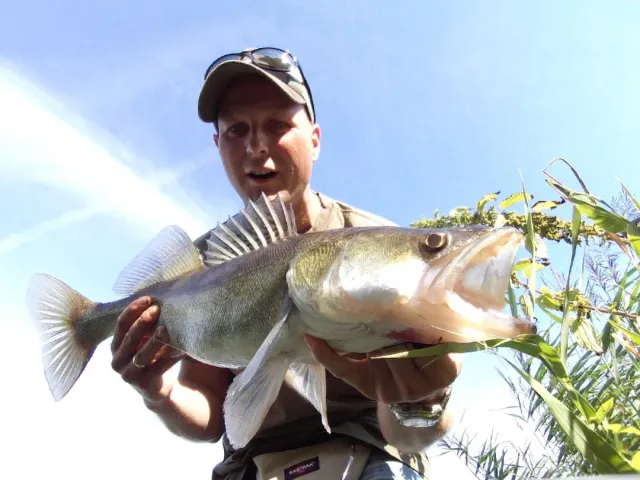 Zander