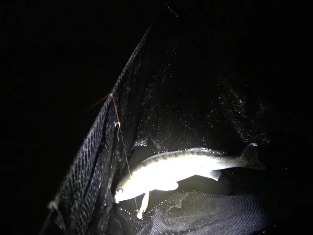 Zander