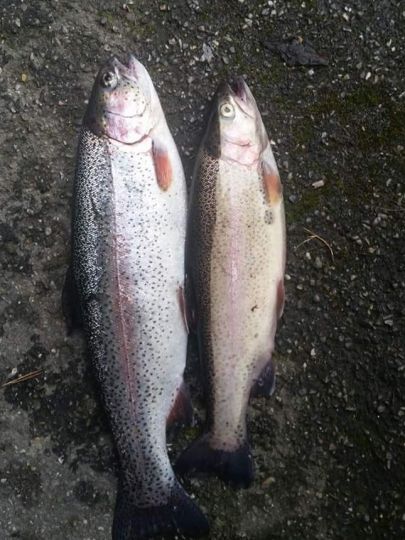 Regenbogenforelle