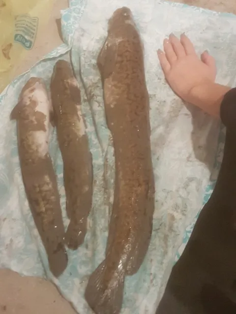 Quappe