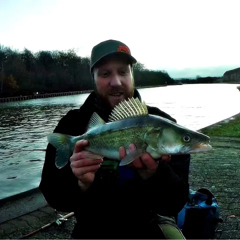 Zander