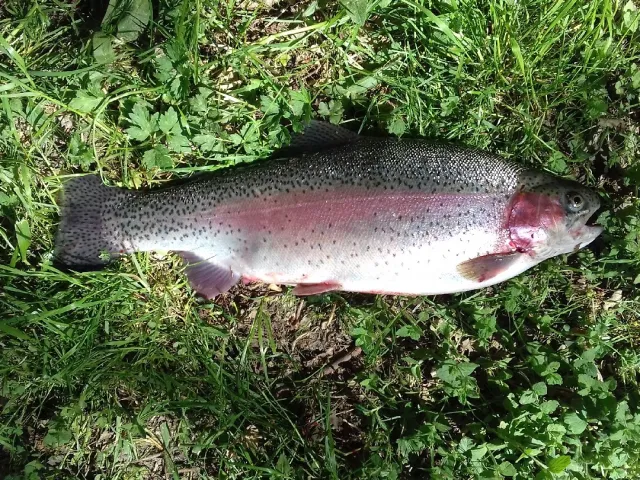 Regenbogenforelle