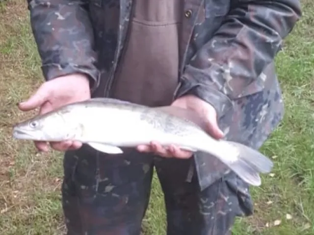 Zander