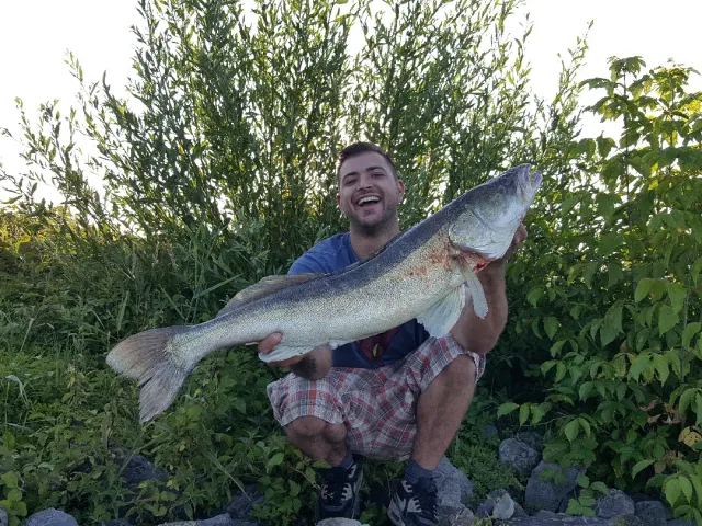 Zander