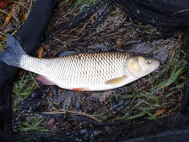 Döbel