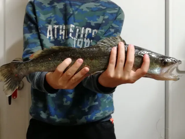 Zander