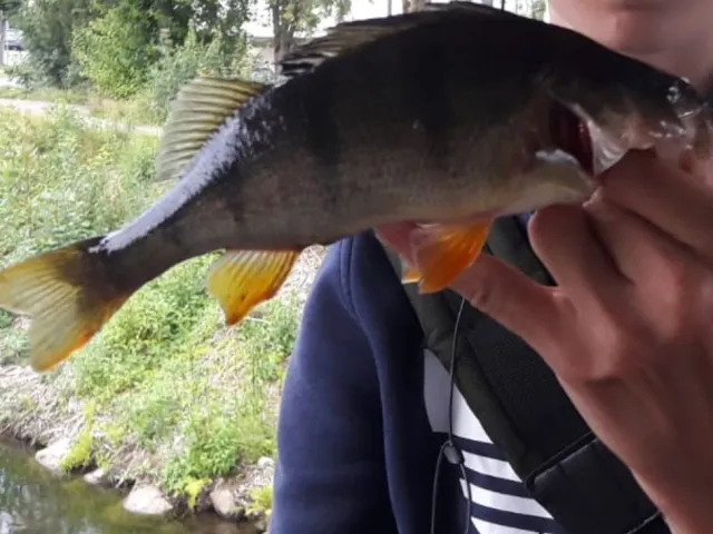 Flussbarsch