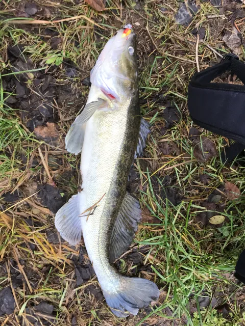 Zander