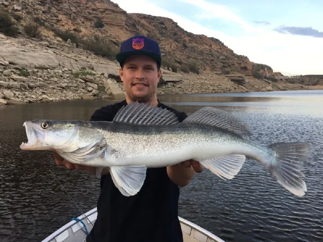 Zander