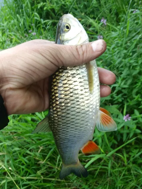 Döbel