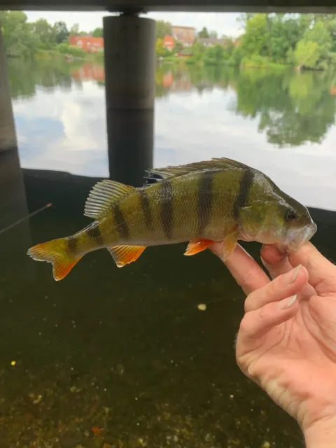 Flussbarsch