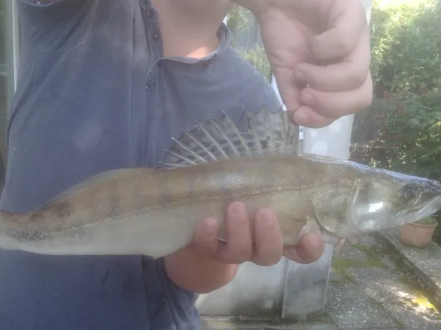 Zander