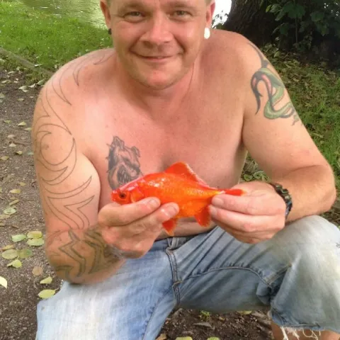Goldfisch