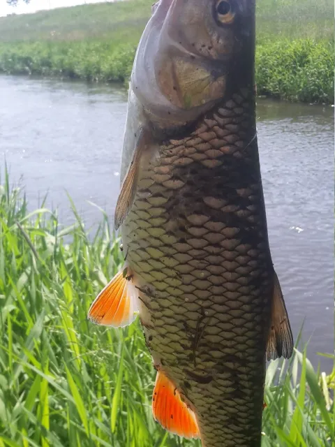 Döbel