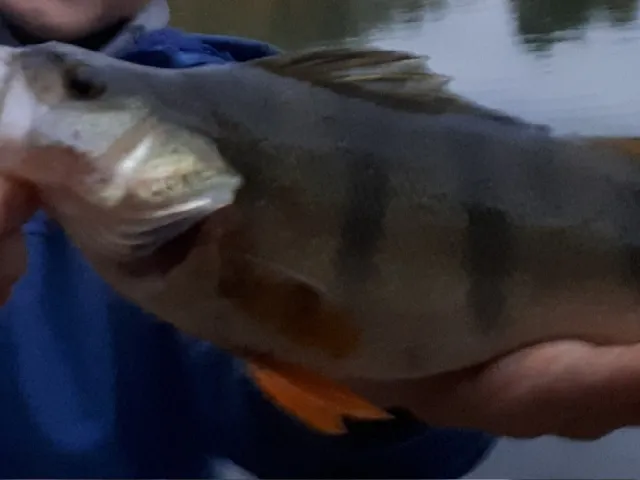Flussbarsch