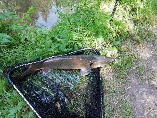 Stör