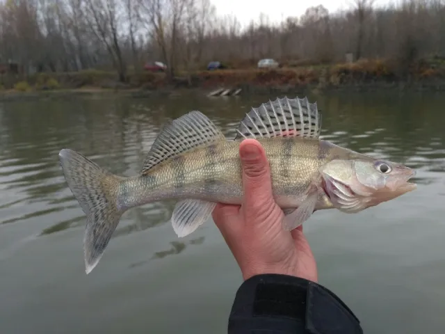 Wolgazander