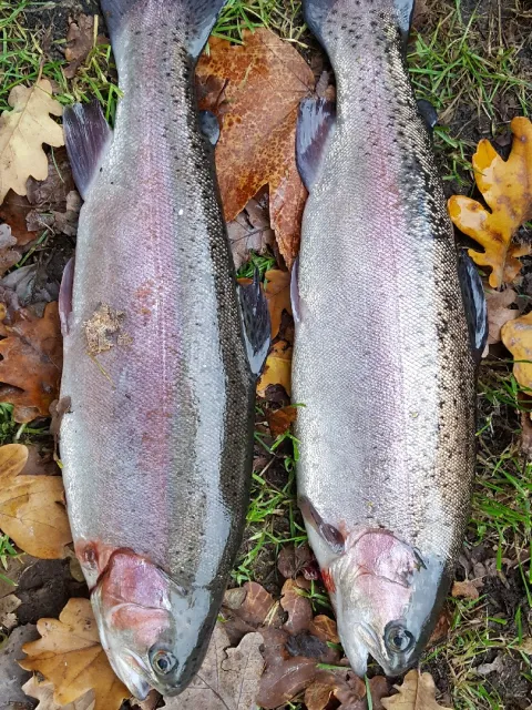 Regenbogenforelle
