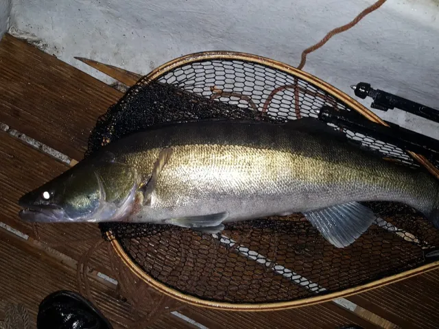 Zander