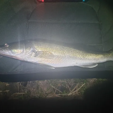 Zander