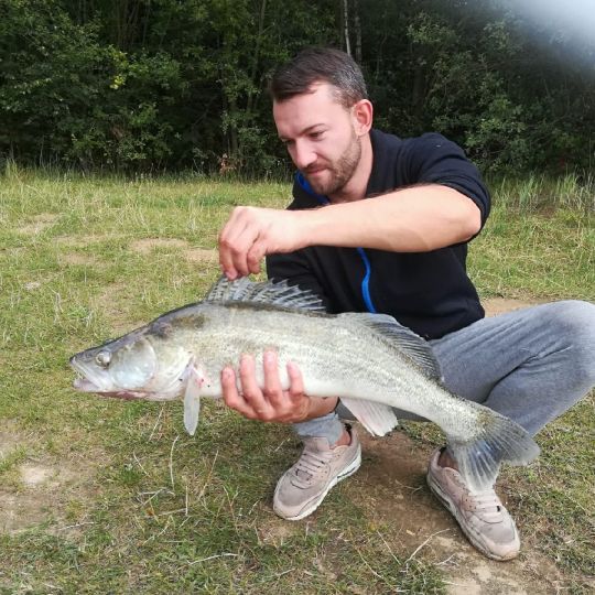 Zander