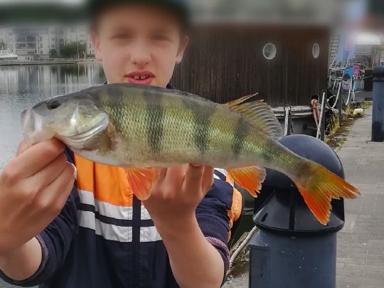 Flussbarsch