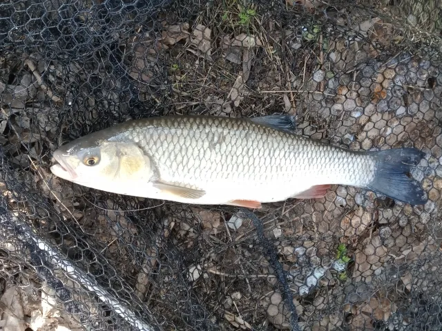 Döbel