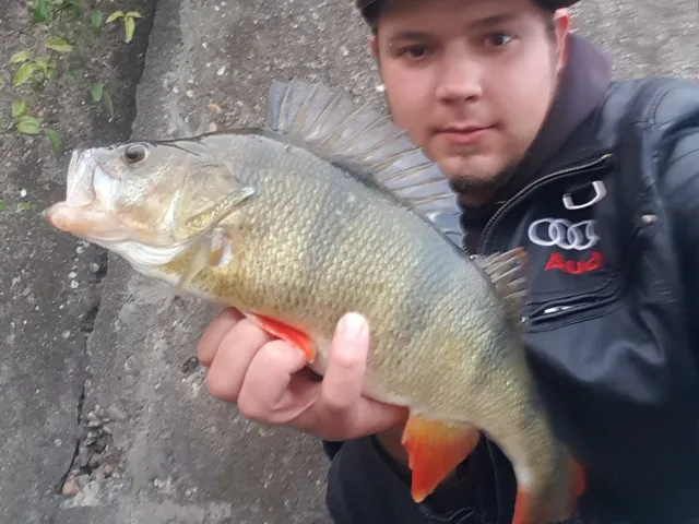 Flussbarsch