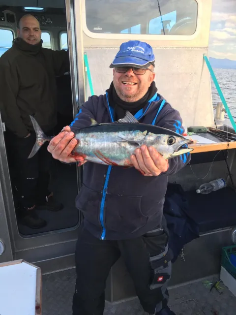 Bonito