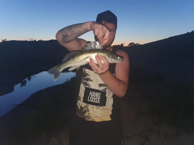 Zander