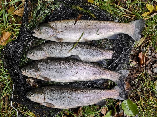 Fischzucht Rhönforelle (Gersfeld) | ALLE ANGELN
