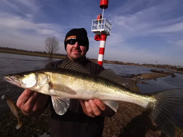 Zander