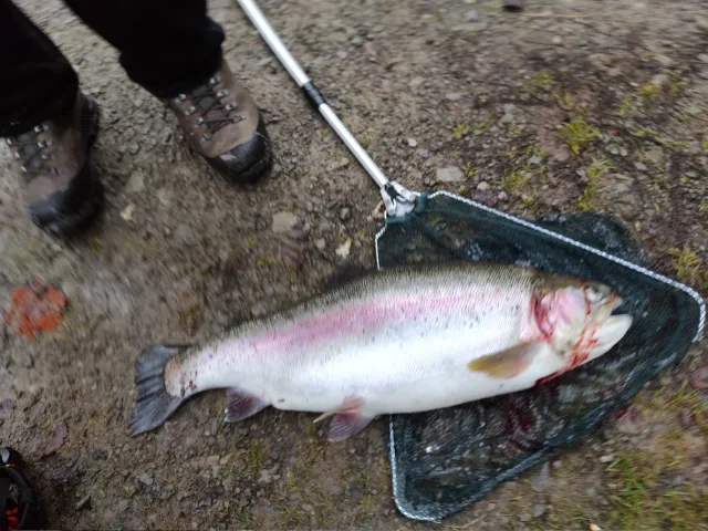 Regenbogenforelle