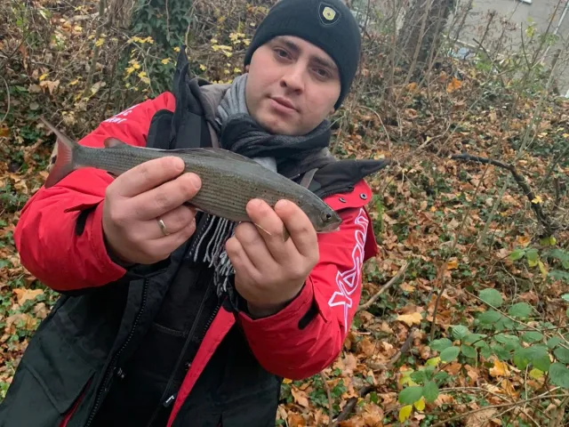 Äsche