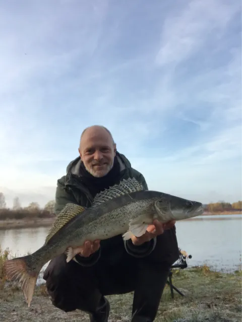Zander
