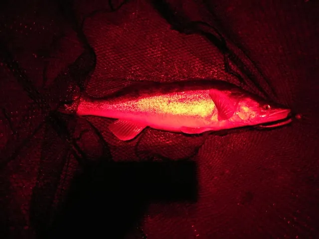 Zander