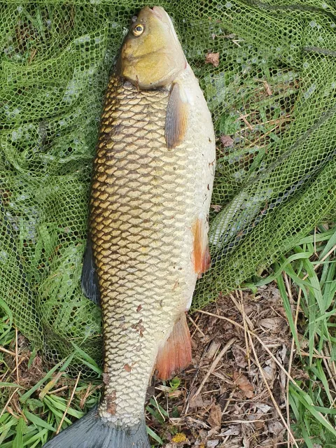 Döbel