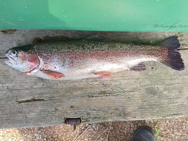 Regenbogenforelle