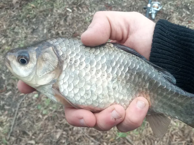 Giebel