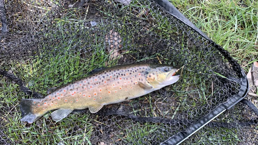 Bachforelle