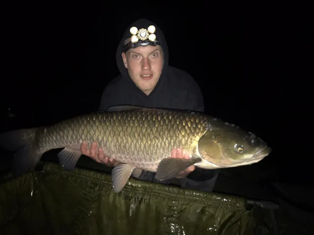 Graskarpfen