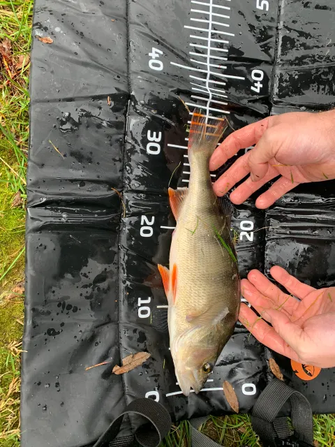 Flussbarsch