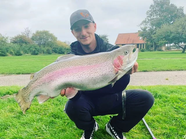 Regenbogenforelle
