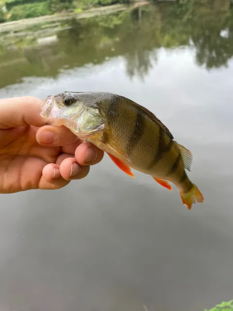 Flussbarsch