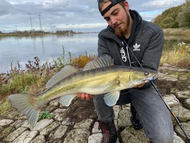 Zander