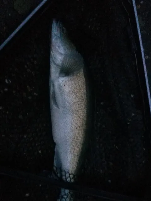 Zander