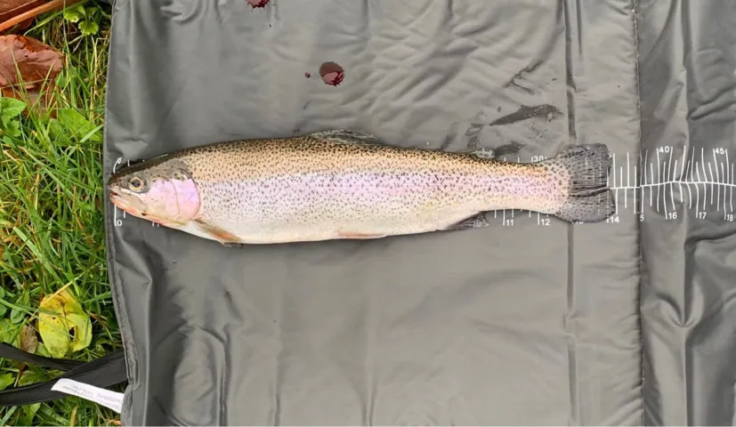 Regenbogenforelle