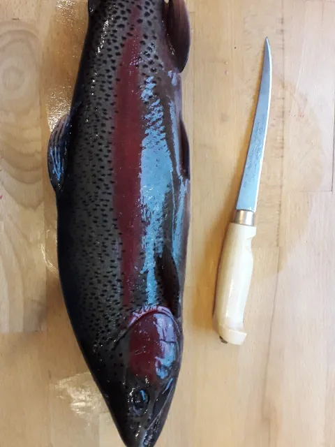 Regenbogenforelle