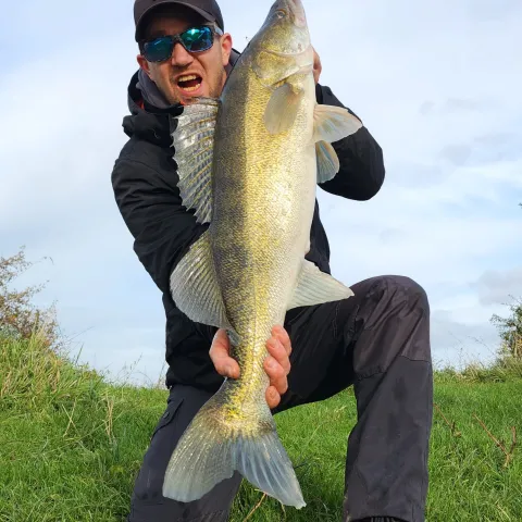 Zander