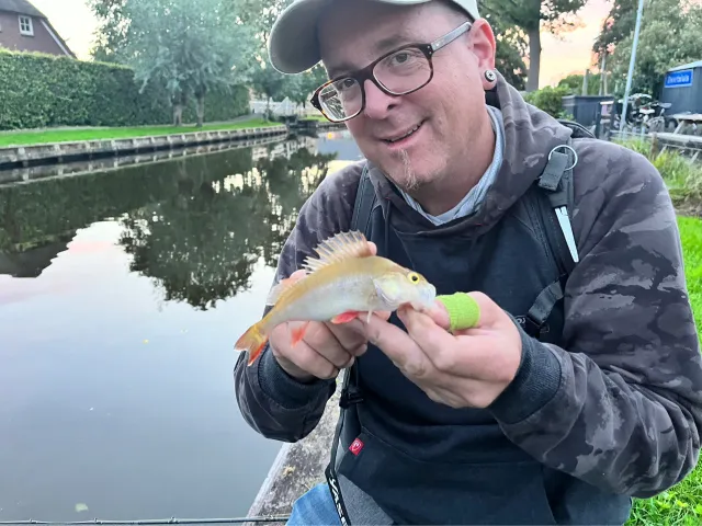 Flussbarsch